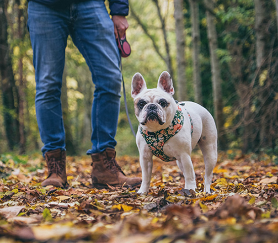 confident dog walking with owner