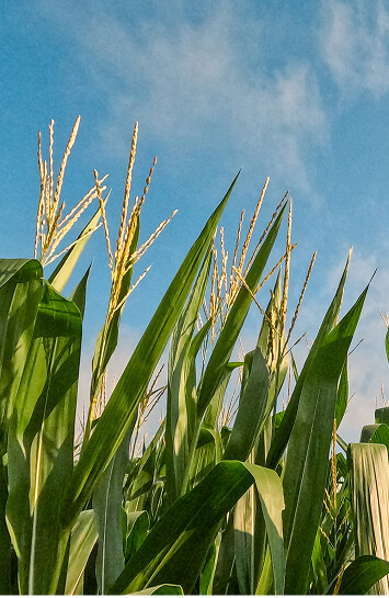 crops and blue sky