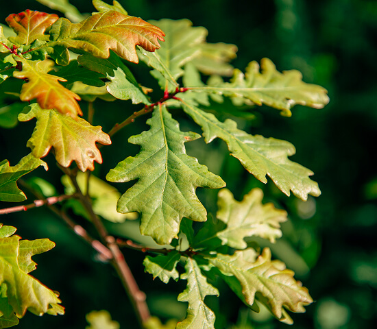 close up of leaves